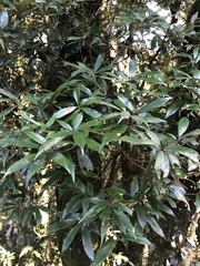 Quercus gilva