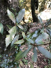 Quercus gilva