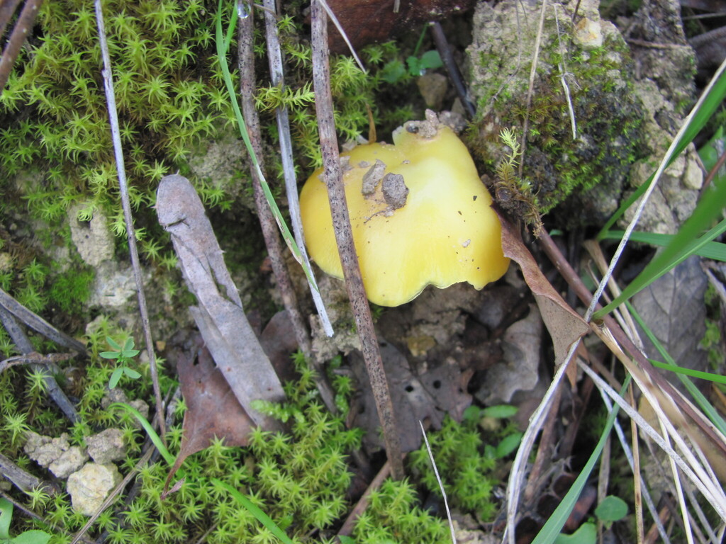 Hygrocybe acutoconica · December 2025 · photo: © zebedeugalinha (iNaturalist, cc-by)