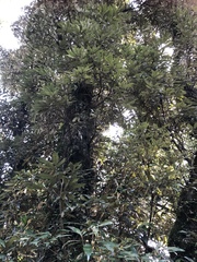 Quercus gilva