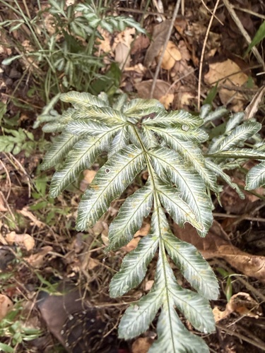 Pteris ensiformis iNat (2)