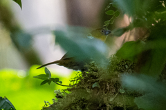 Chlorospingus flavigularis