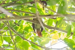 Thamnistes anabatinus