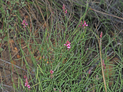 Indigofera venusta