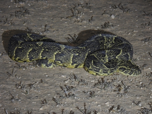 Puff Adder