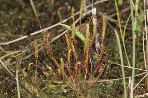 Slenderleaf sundew (Drosera linearis)