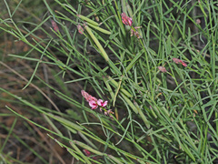 Indigofera venusta