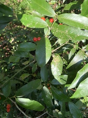 Gardneria multiflora