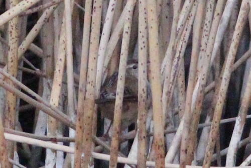 Marsh Wren (Cistothorus palustris), photo 7