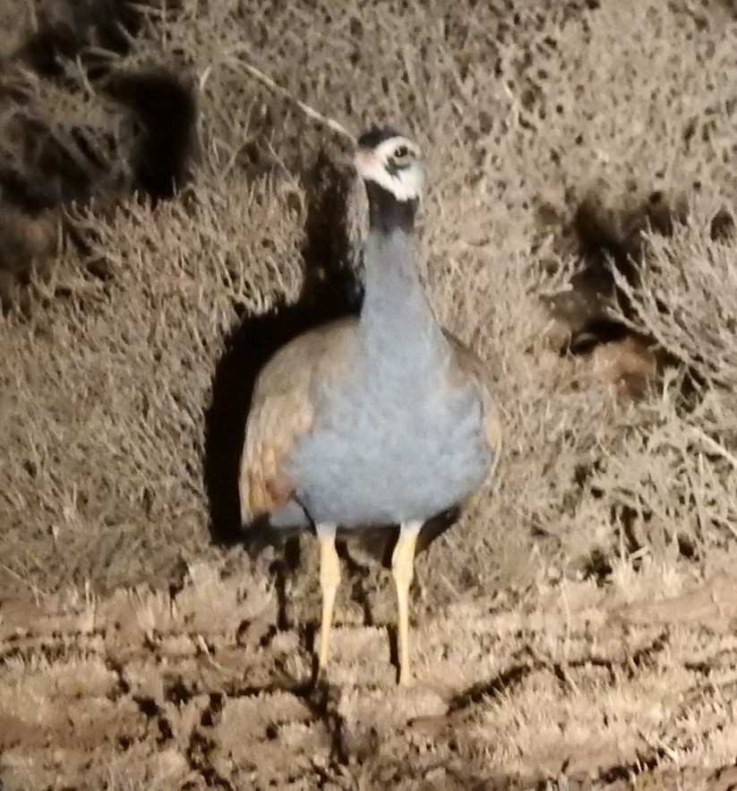 Blue Korhaan (Eupodotis caerulescens), photo 1