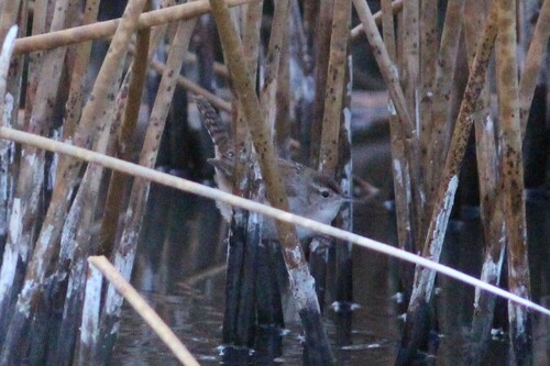 Marsh Wren (Cistothorus palustris), photo 6