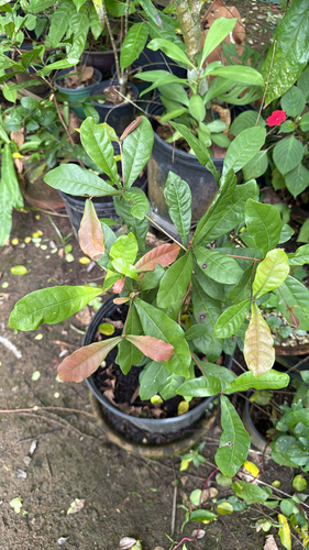 Synsepalum dulcificum observed 2026-01-13