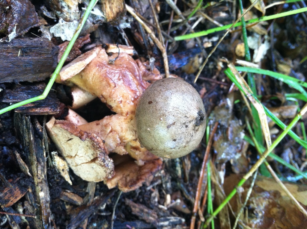 Geastrum welwitschii