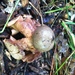 Geastrum welwitschii - Photo (c) Benjamin J. Dion, some rights reserved (CC BY-NC-SA), uploaded by Benjamin J. Dion