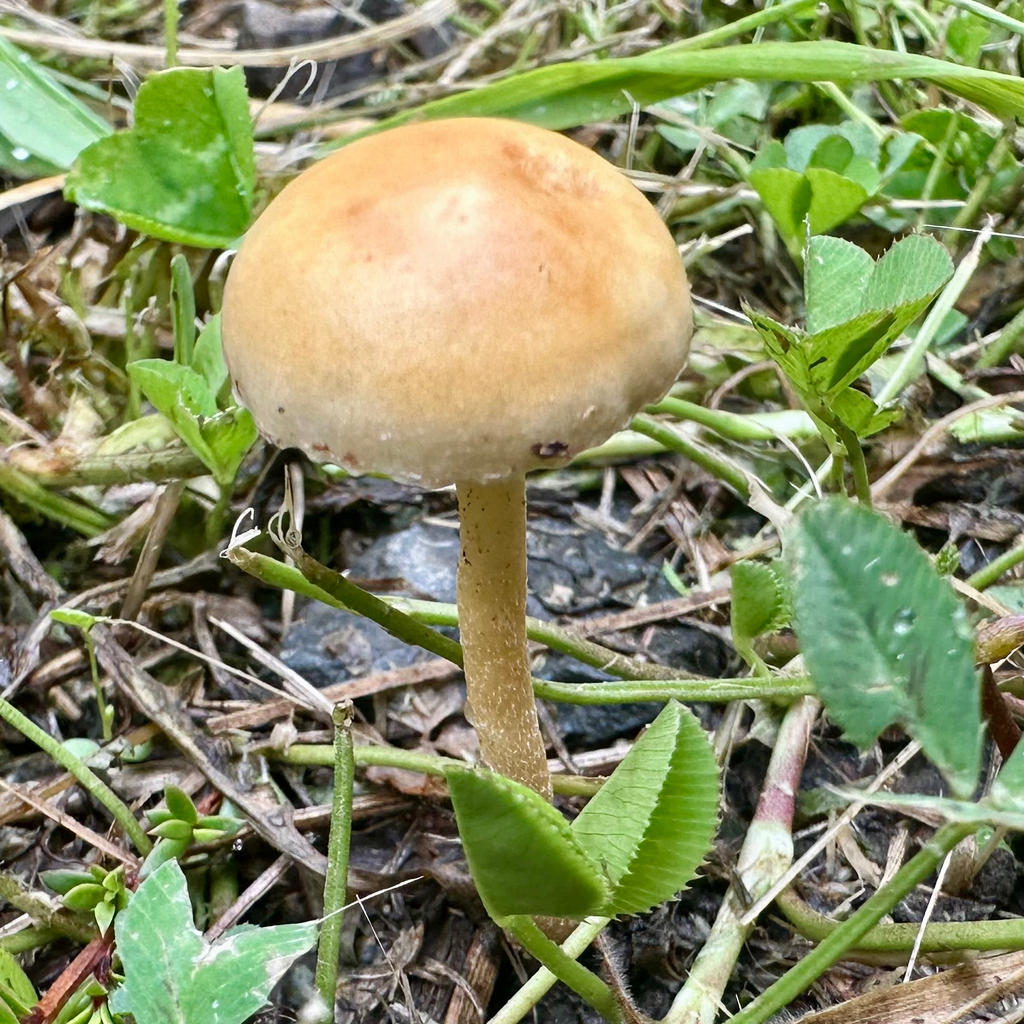 Agrocybe pediades · January 2026 · photo: © southernwanderer (iNaturalist, cc-by)