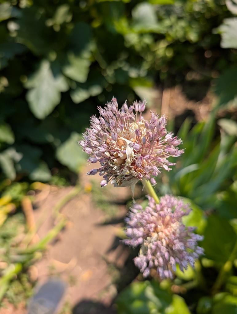 Allium sativum