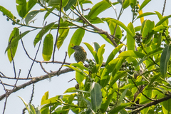 Ixothraupis punctata