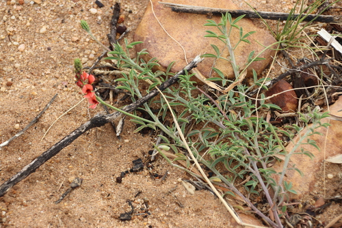 Clay Indigo (Indigofera complanata)