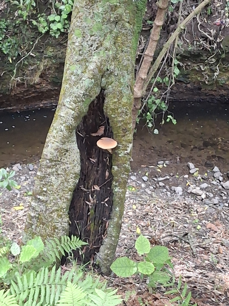 Cyclocybe parasitica · January 2026 · photo: © andymckay (iNaturalist, cc-by)