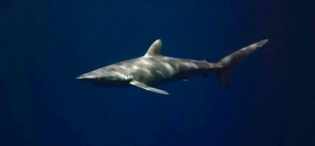 Blackspot shark (Carcharhinus falciformis) — Carcharhinidae