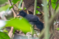 Thamnophilus aethiops