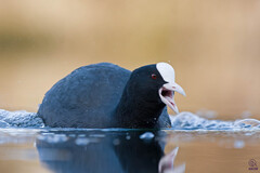 Eurasian Coot photo 4