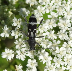 Chlorophorus figuratus