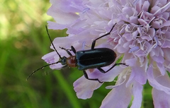 Dinoptera collaris
