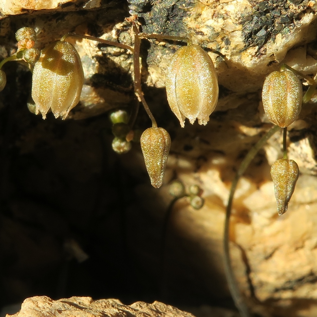 Drimia platyphylla, Farm Brakputs, Namakwa, South Africa