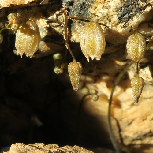 Drimia platyphylla