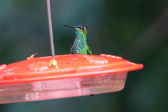 Heliodoxa leadbeateri