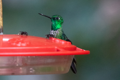 Urosticte ruficrissa