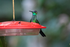 Heliodoxa leadbeateri