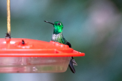 Urosticte ruficrissa