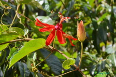 Passiflora tholozanii