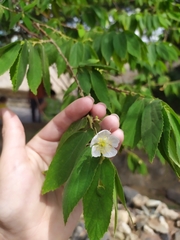 Muntingia calabura
