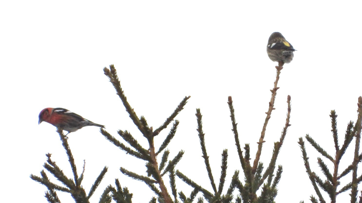 Two-barred Crossbill (Loxia leucoptera), photo 3