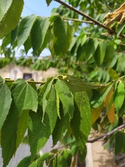 Muntingia calabura