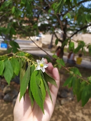 Muntingia calabura
