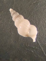 Epitonium multistriatum