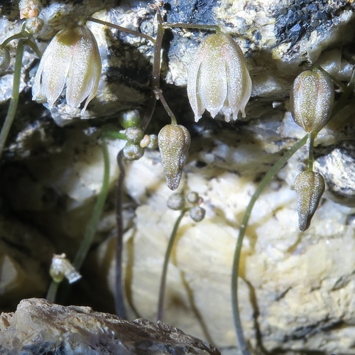 Drimia platyphylla