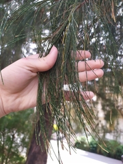 Casuarinaceae