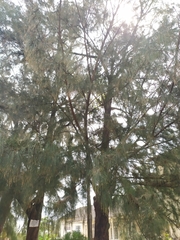 Casuarinaceae