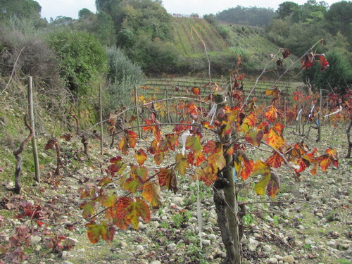Grapes hanging on a vine