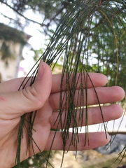 Casuarinaceae