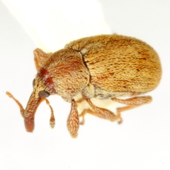 Anthonomus solarii