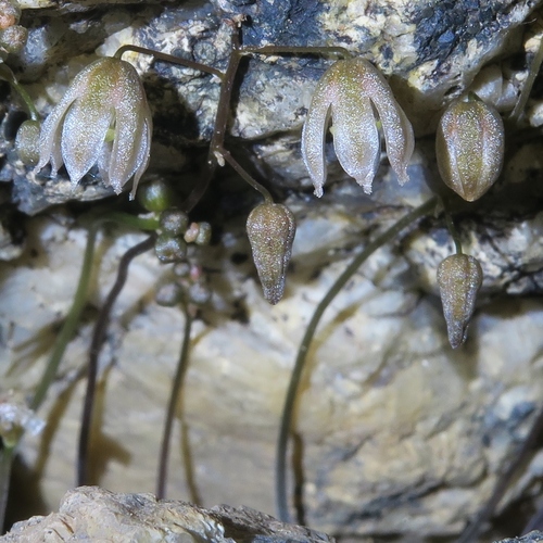 Drimia platyphylla