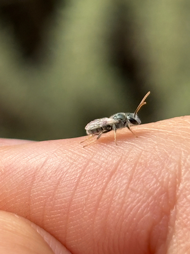 iNaturalist observation photo of Metallic Sweat Bees