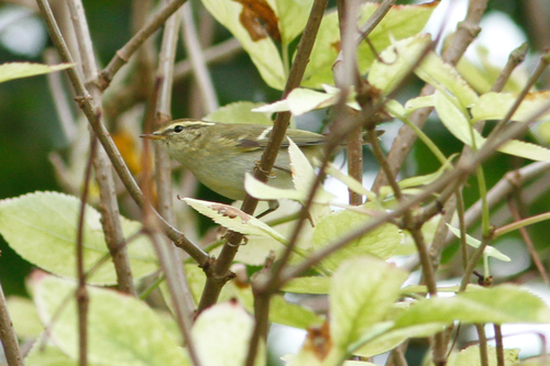 Mosquitero bilistado (Phylloscopus inornatus)