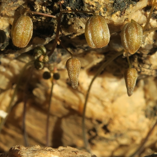 Drimia platyphylla